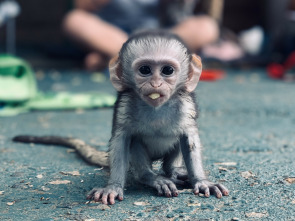 Imagen de Rescate de animales bebé: Ep.4 - 3