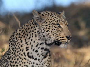 Imagen de La soledad del leopardo - 3