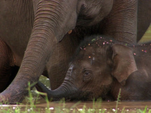 Imagen de Elefants, canviant vides - 3