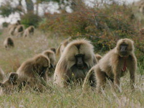 Imagen de Pandillas salvajes - 3