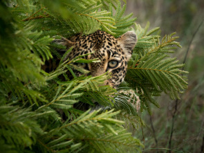 Imagen de El juego de tronos de los leopardos - 1
