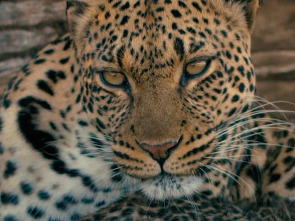 Imagen de Mashatu: tierra de leopardos - 3