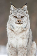Imagen de El año de la naturaleza canadiense - 8