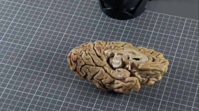 Imagen de El cerebro de Caín  - 5