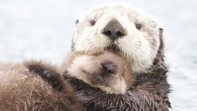 Imagen de Alaska salvaje: Primavera - 3