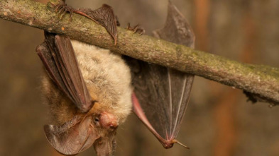 Imagen de La carrera por la vida: Reptiles - 3