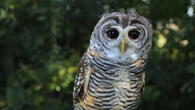 Imagen de La carrera por la vida: Aves rapaces - 3