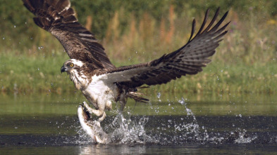 Imagen de Wild Escocia: Las Tierras Altas - 5