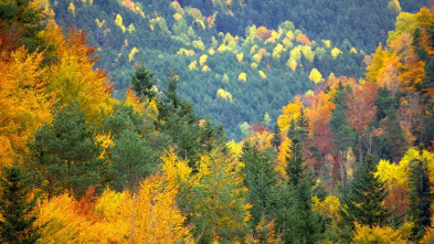 El bosque protector: Torrente Enseu