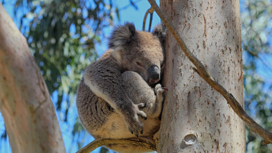 Imagen de La vida secreta de los koalas  - 3