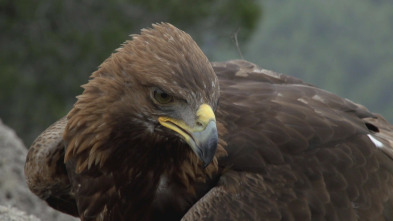 Imagen de ¡Qué animal! (T2): Sierra de Guadarrama - 3