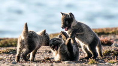 Imagen de Canadá salvaje: Primavera - 3