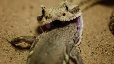 Imagen de Wild México  - 3
