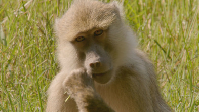 Cuentos de Zambia: El valle de los pájaros