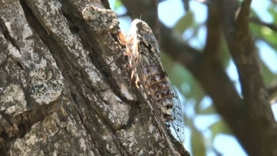 Imagen de ¡Qué animal! (T3): Teide - 3