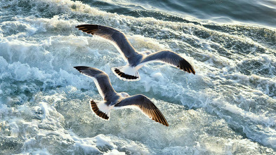 Imagen de Sonidos de la naturaleza - 3