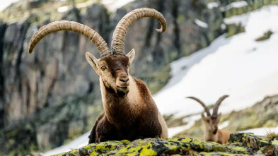 Imagen de Jerte, vida salvaje en el valle de los cerezos - 5