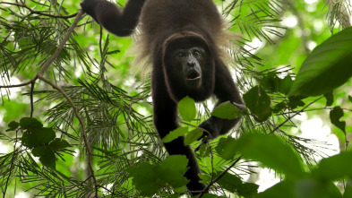 Imagen de Hotspots: Madagascar - 8