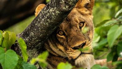 Imagen de Okavango: el río de los sueños  - 3