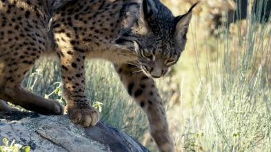 Imagen de Hijos de Saliega. El retorno del lince ibérico - 3