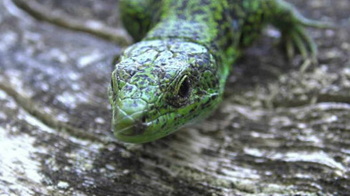 Imagen de ¡Qué animal! (T2): Veloces - 5