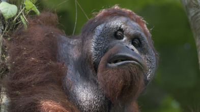 Borneo: El edén ancestral de la Tierra