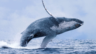 Imagen de Maravillas del océano: Depredador o presa  - 3