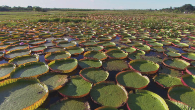Imagen de Los secretos naturales...: El Amazonas: La gran inundacion - 3