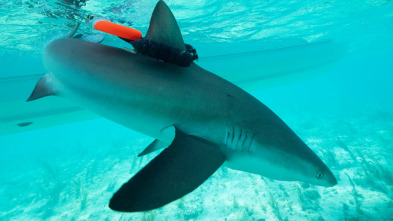 Imagen de Animales con cámaras  - 3