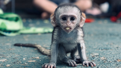 Imagen de Rescate de animales bebé: Ep.3 - 4
