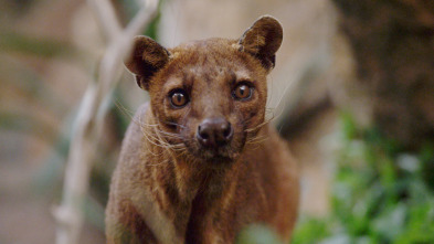 Imagen de Los animales más raros...: Los maestros de la selva - 5