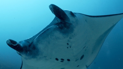 Imagen de Into the blue: Raja Ampat - 5
