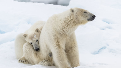 Imagen de Planeta helado II: Sur helado - 3