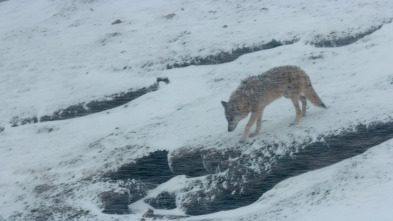 Imagen de Tibet, la cima del mundo - 3