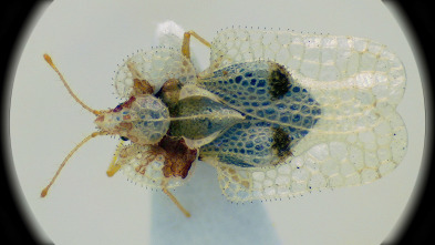 Imagen de Insecticidas, licencia para matar - 3