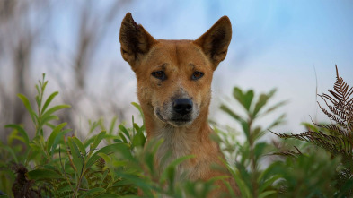 Perros salvajes: Conociendo a la familia