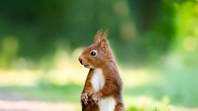 Imagen de Els Secrets Dels Esquirols - 3