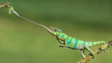 Animales al natural: Pulpos