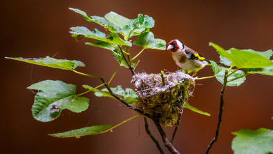 Imagen de La Jayona un Nuevo Mundo Enterrado - 3