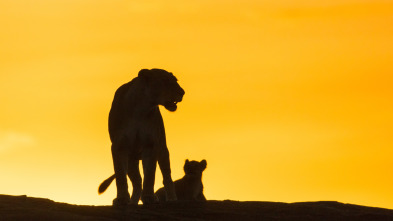 Imagen de Leones contra hienas - 3