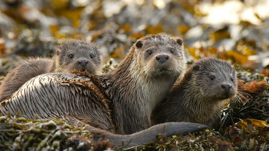 Imagen de Nacidos de la tormenta  - 5