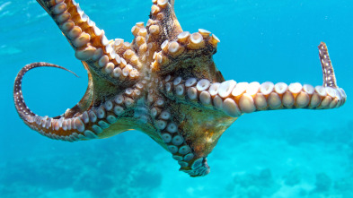 Imagen de Contactos con un pulpo gigante del Pacífico - 3