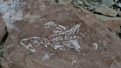 Imagen de Dinosaurios del...: Ep.2 - 3