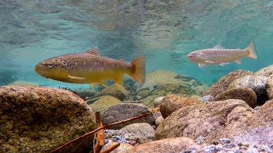 Imagen de Una historia de peces - 3