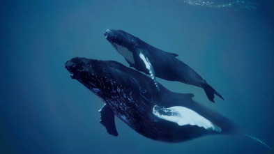 Imagen de En las profundidades...: La supervivencia - 3