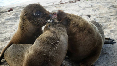 Imagen de Familias animales asombrosas: Ep.8 - 3