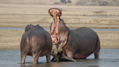 Imagen de La vida als rius africans: Riu Zambeze - 3