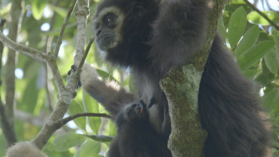 Imagen de El gibón. El simio...: Sociedad familiar - 3