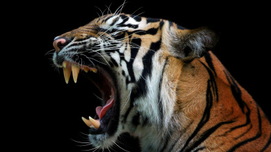 Imagen de Las caras salvajes  - 3