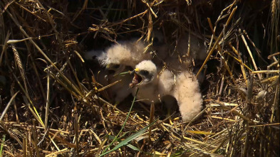 Imagen de El escarabajo verde - 3